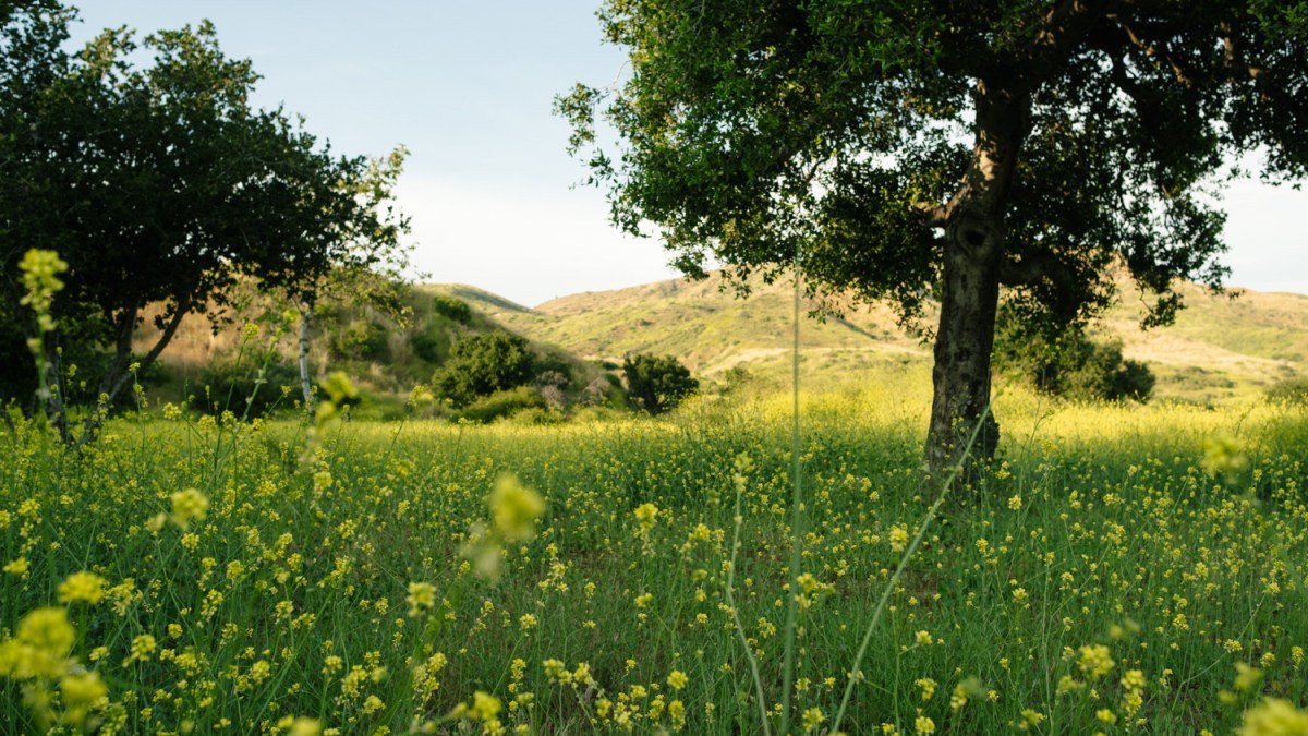 Orange Park Acres, CA, CA - California's First Regional Park Was Created in Orange County