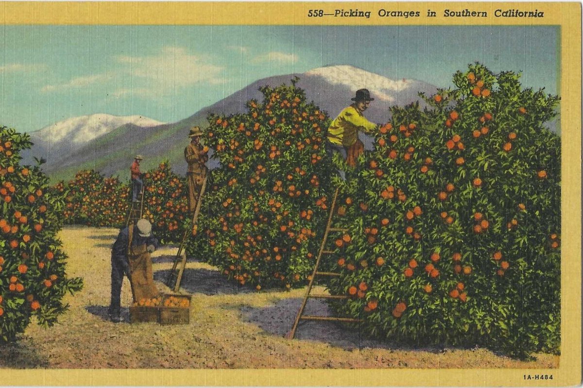 Orange Park Acres, CA, CA - Where have Southern California's orange groves gone? - Los Angeles Times